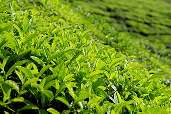 agriculture